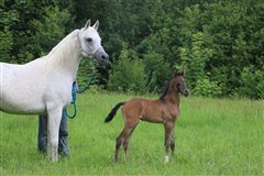 Amurath Kalimero Juni 2018