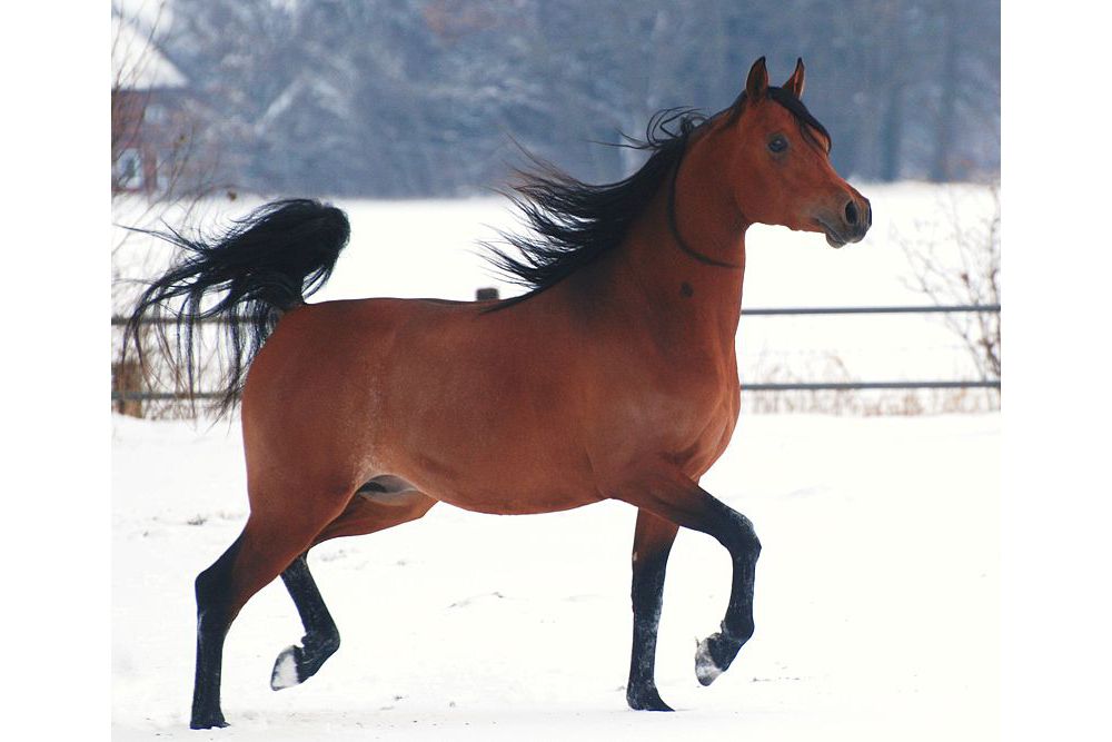 Gazwan Al Nasser