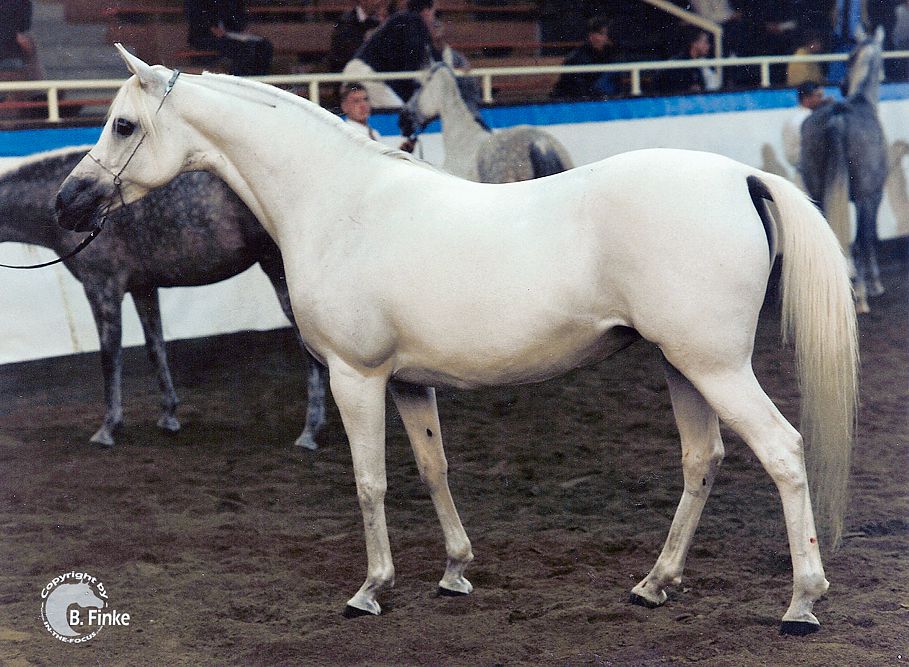 Imperia - Dam of Madkours Impuls