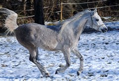 Amurath Dimat Winterweide Dezember 2013