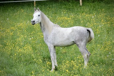 Amurath Naziri