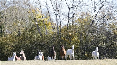 Unsere Stutenherde im Herbst 2017