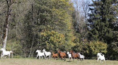 Unsere Stutenherde im Herbst 2017