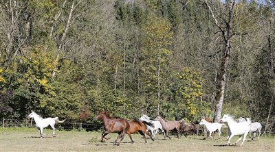 Unsere Stutenherde im Herbst 2017