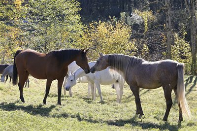 Unsere Stutenherde im Herbst 2017