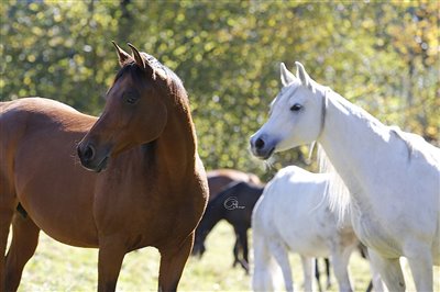 Unsere Stutenherde im Herbst 2017