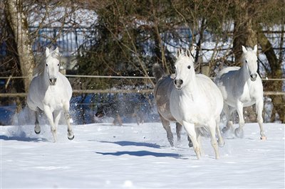 Winter - Spass auf der schneebedeckten Weide