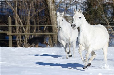 Winter - Spass auf der schneebedeckten Weide