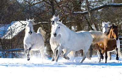 Winter - Spass auf der schneebedeckten Weide