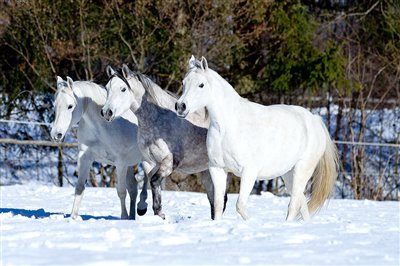 Winter - Spass auf der schneebedeckten Weide