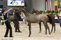 EA Arielle El Lawrence Nationales Championat Aachen 2014