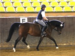 Amurath Koheilah Stutenleistungsprüfung Marbach 2008