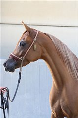 Amurath Mahibah Nationales Championat Aachen September 2013