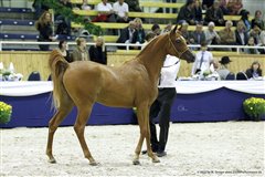 Amurath Mahibah Nationales Championat Aachen September 2013