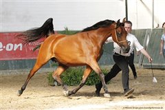 Amurath Masira Breeders Cup Salzkotten September 2012