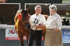 Amurath Masira Breeders Cup Salzkotten September 2012