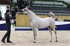 Amurath Mofeedah Nationales Championat Aachen September 2014