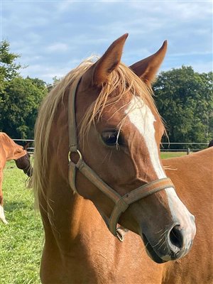 Amurath Montserrat 2025