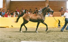 Amurath Morgana C-Schau Winterlingen 2002