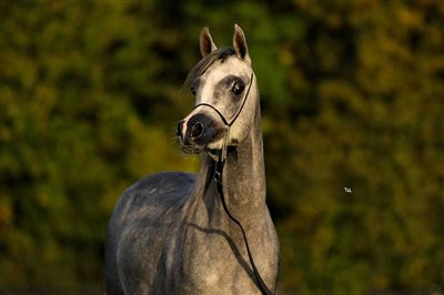 Amurath Nawal Oktober 2025