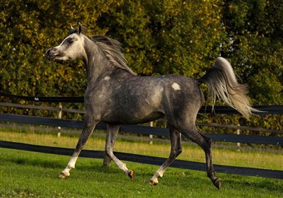 Amurath Nawal Oktober 2025