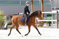 Amurath Palmyra in der Reitausbildung April 2021