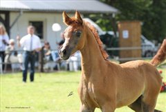 Amurath Seyah int. B- Schau Ströhen Juli 2012