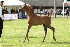 Amurath Seyah int. B- Schau Ströhen Juli 2012