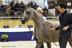 Amurath Seyah Nationales Championat Aachen 2014