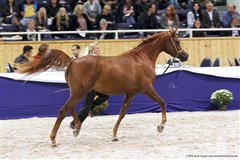 Angel Afrikhan Queen Nationales Championat Aachen 2012