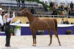 Angel Afrikhan Queen Nationales Championat Aachen 2012