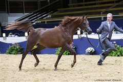 Angel Afrikhan Queen Nationales Championat Aachen 2017