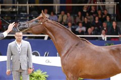 Angel Afrikhan Queen Nationales Championat Aachen 2017