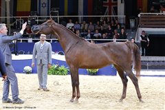 Angel Afrikhan Queen Nationales Championat Aachen 2017