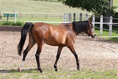 Kameerah AS Fohlenweide Juli 2015