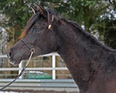 Kohibah AS Februar 2013