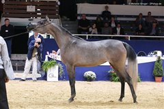 Queen Alayah - Nationales Championat Aachen September 2017