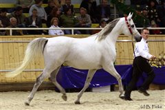 Shalom Nationales Championat Aachen 2007